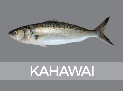 kahawai-350